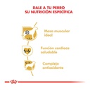 Royal Canin Boxer Adulto 12Kg – foto 2