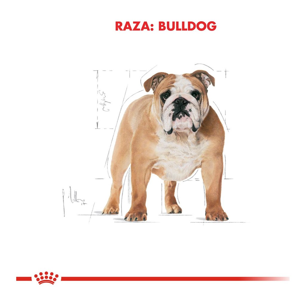 Royal Canin Bulldog Adulto 12Kg – foto 3