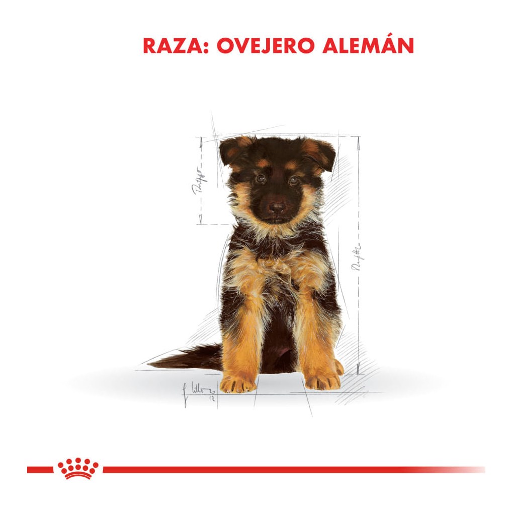 Royal Canin Ovejero Aleman Puppy X 12K – foto 3