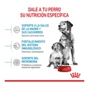 Royal Canin Starter Medium 3Kg – foto 2