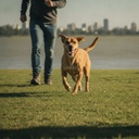 Perro activo y en su peso
