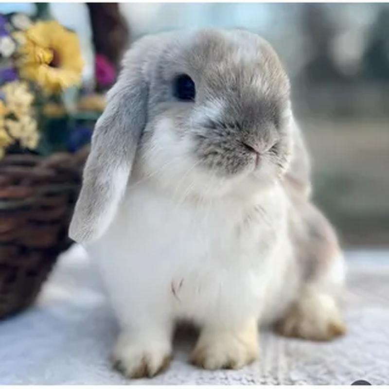 [MASC002] Conejo Holland Lop