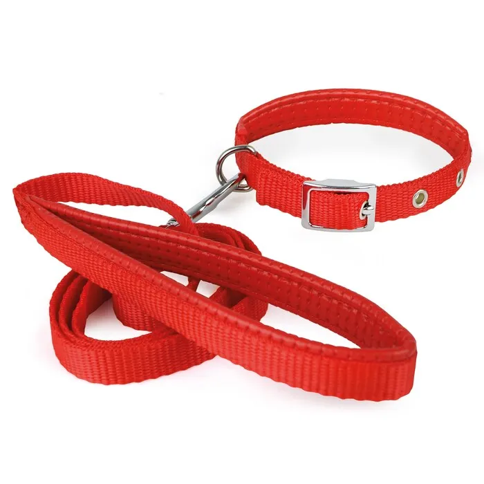 Correa Con Collar Chico