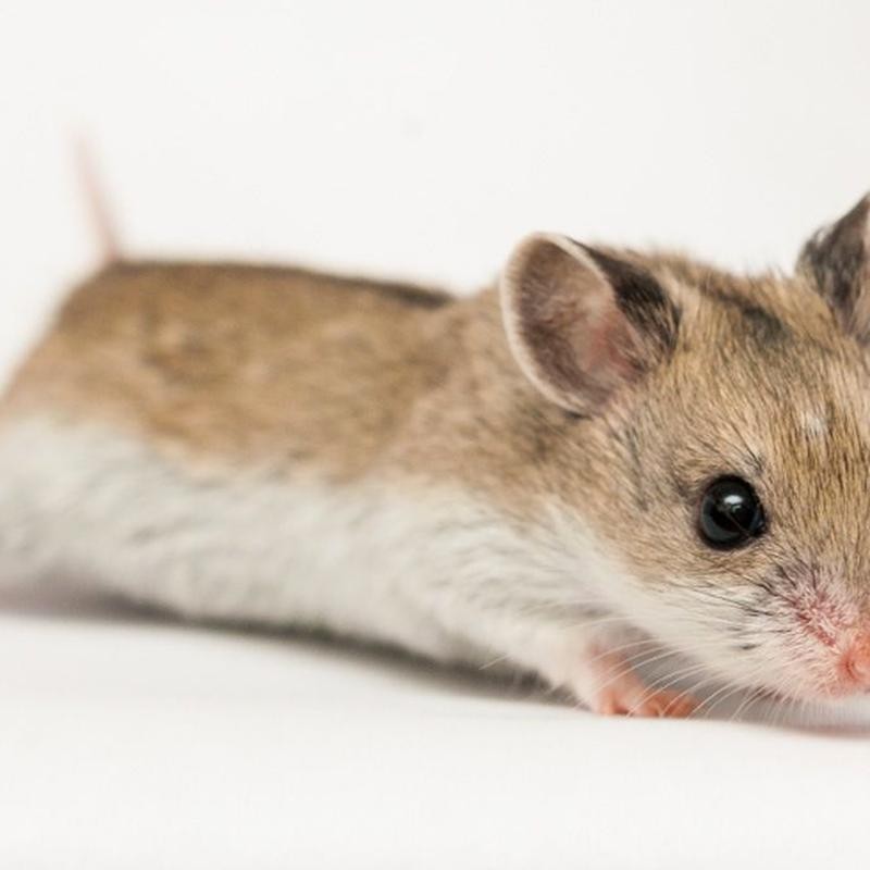 [MASC009] Hamster Chinesis