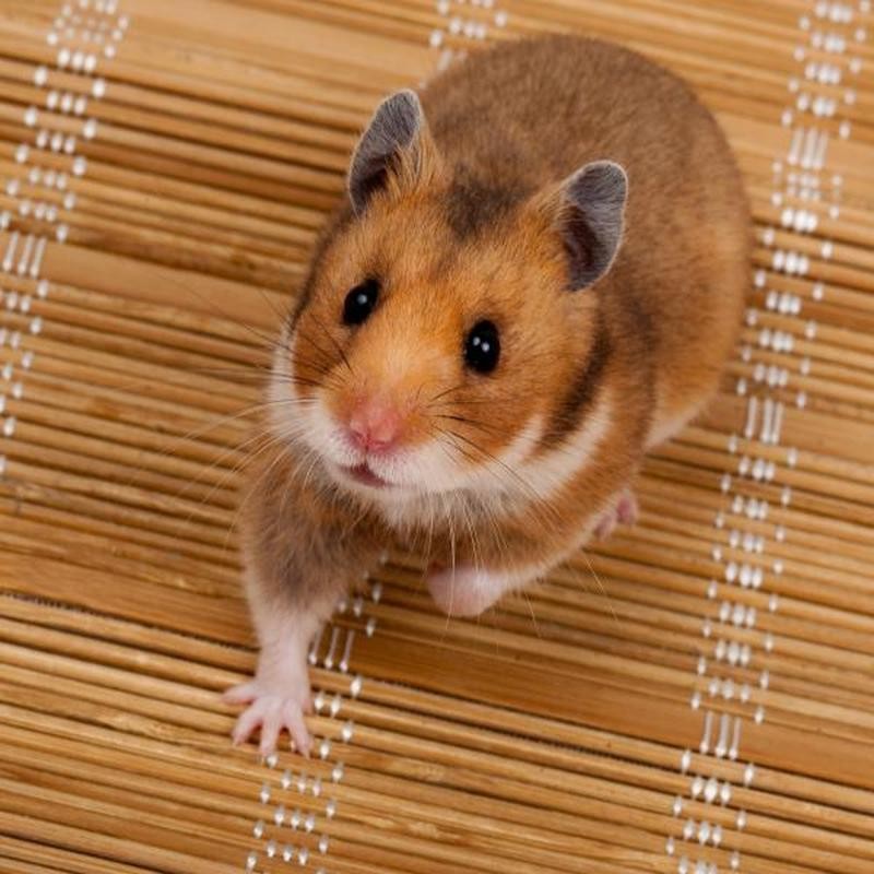 [MASC001] Hamster Sirio