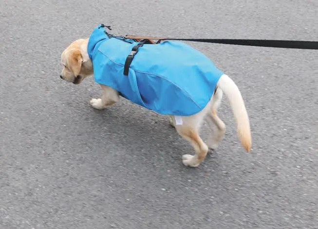 Piloto Impermeable Lumpy T35