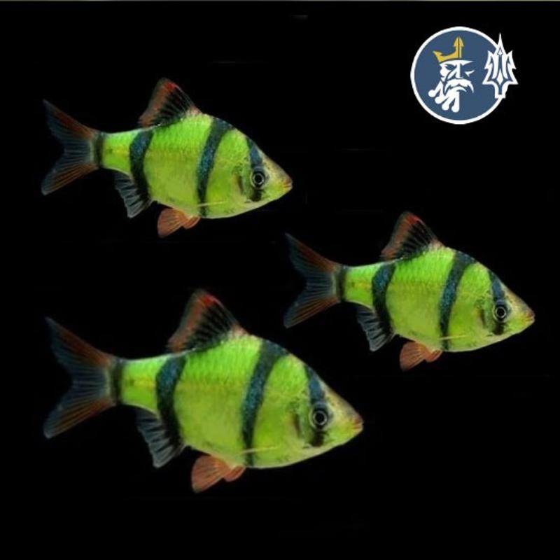 Pez Tropical Barbo Verde