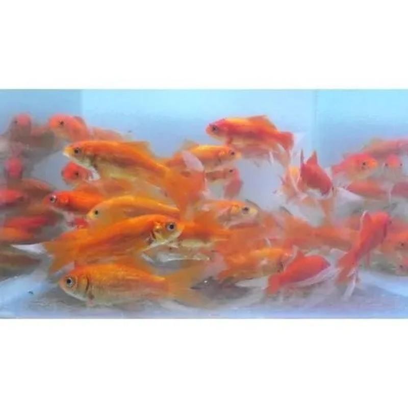 Pez Carassius N 6