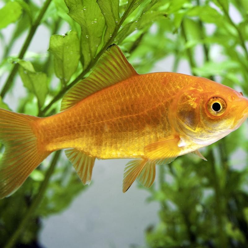Pez Carassius N 7