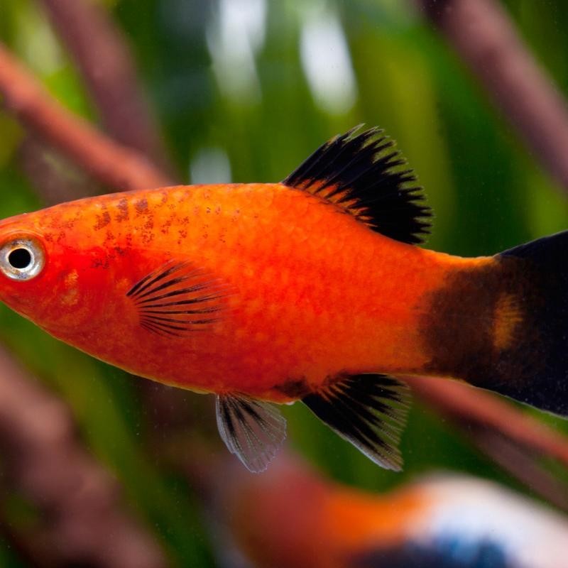 [PEZ004] Pez Tropical Platy