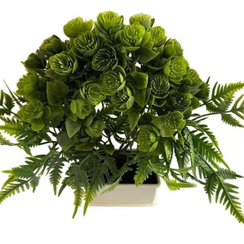 Planta Chica Por Unidad